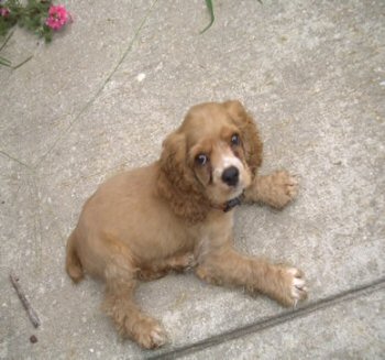 coco