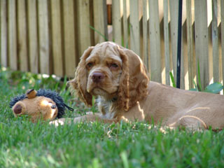 toby2