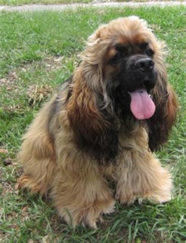 taz